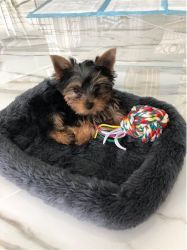 Charming Yorkie Puppies for free adoption. For more details Text 763_3