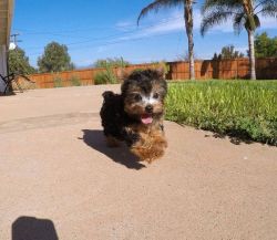 Yorkie puppy for a good home