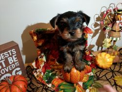 2 Sweet Yorkies Available just before Christmas