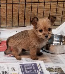 Yorkie/Chihuahua mixed pups