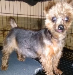 FREE REGISTERED YORKSHIRE TERRIER TO BEST HOME