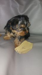 Female and male yorkie