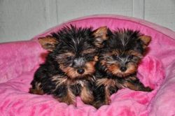 Two Cute and beautiful Yorkie puppies