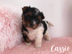 Yorkie Pup Ready To Go Now