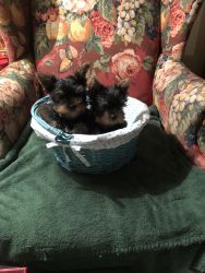 AKC small Yorkshire terrier puppies