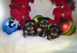 AKC Register Teacup Yorkshire-Terrier Puppies For Good Homes!