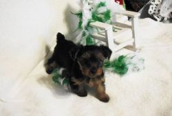 Family Raised Yorkshire Terrier Puppies
