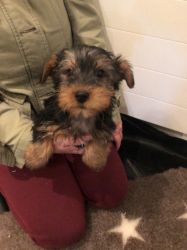 boys and girls are trained. Yorkie loves warm blankets and socializing