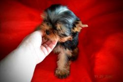 Male Yorkie AKC Sired