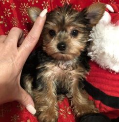 Teacup Size Yorkshire Terrier Puppies