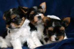 Yorkshire puppies available