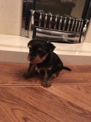boys and girls are trained. Yorkie for sale