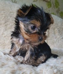 Tea Cup Size Cute Yorkie Puppies For Sale