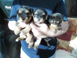 puppies for adoption