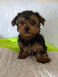 Small breed puppies for adoption sale(xxx)xxx-xxxx