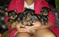 Cute Yorkie puppies for adoption this Xmas