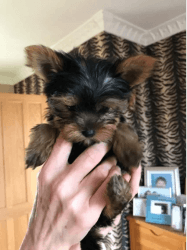 Adoreable Akc teacup yorkies for adoption gor a loving familes this xm