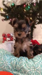 Yorkshire terrier puppy girl - Yorkie puppy male (Miami - Sunny Isles)