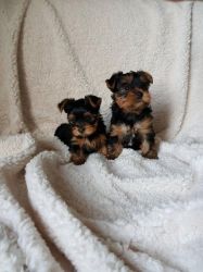 Playful Tea cup yorkiePuppies For New Homes