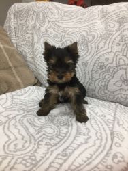 AKC Registered Yorkshire Terrier Puppies