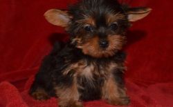AKC Registered Sweet Playful Yorkshire Terrier Puppies