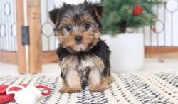 Cuddly Little ICA Yorkshire Terrier Puppies