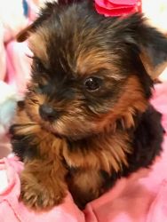 yorkie puppies two months old,1st set of shots and deworming two males