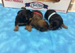 Male and Female Yorkie puppies They come with full AKC Regis