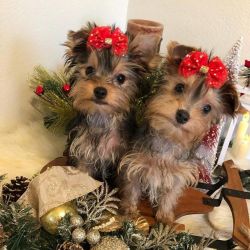 Trained Yorkie Puppies for sale