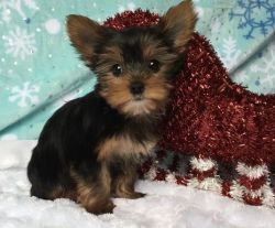 Loving Little Teacup Yorkshire Terrier Puppies