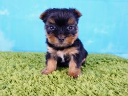 Yorkshire Terrier- Female puppy- Zoe ($ 2,500)TCUP