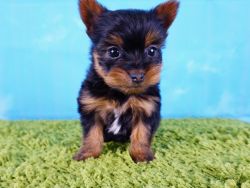 Yorkshire Terrier puppy- Female- Zina ($ 2,000)TCUP