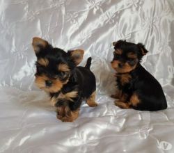 I Have Adorable Little Yorkie Pup 12 Weeks Old And Weighs Around (828)