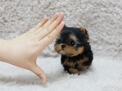 Socialized kids choice Yorkie puppies for sale
