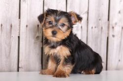 Yorkies puppies contact or tex