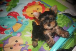 Cute yorkie puppies for sale