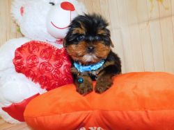 Tiny Toy Yorkshire Terrier Nonshedding. Financing.