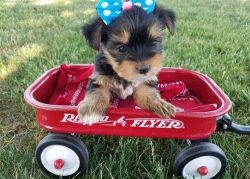 TEACUP YORKIE PUPPIES FOR ADOPTION