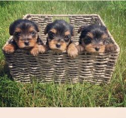 Great family Yorkshire Terrier puppies