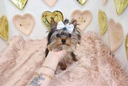 Yorkshire Terrier Teacup - Gucci - Female