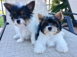 Enchanting Teacup Yorkie Puppies For Adoption