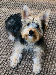 7 month old Sable Gold Male Yorkie