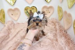 Teacup Yorkshire Terrier - Gucci - Female
