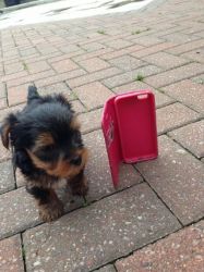Adorable 12weeks old yorkie puppies up for adotion.