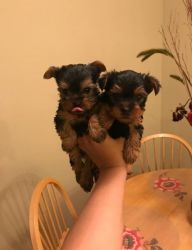 Home raised beautiful Yorkshire Terrier puppy for loving homes