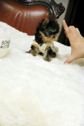 Cute And loving Teacups yorkie puppies for sale
