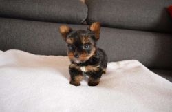 Male and Female Yorkie Puppies For Sale