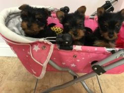 Mimi Yorkie Puppies for adoptio.