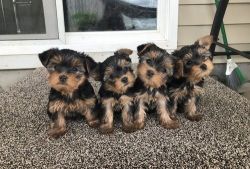 Yorkshire (yorkie) terriers, teacups available