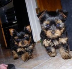 Beautiful Tiny yorkie puppies , Puppies are raised in my home